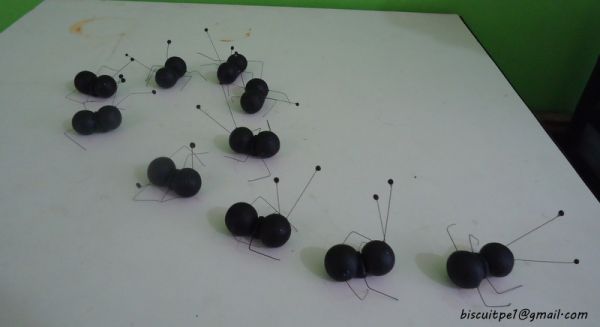 Formiga de Biscuit